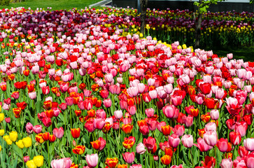 red and pink tulips background plantation postcard