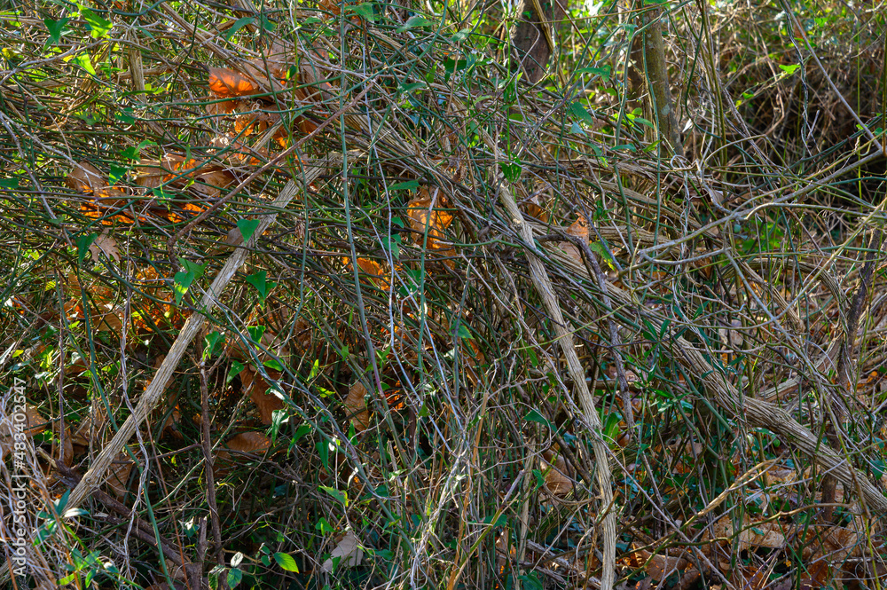 Poster textures, thicket of dry bushes, without leaves, in winter in the background dry leaves fallen from 