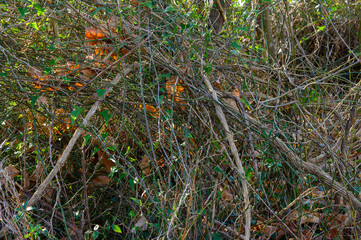 Textures, Thicket of dry bushes, without leaves, in winter in the background dry leaves fallen from the trees, and between the branches leaves and green branches of vines.