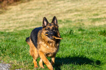 German shepherd with a stick in his mouth begins to walk quickly towards the photographer, in front, whom he stares at. Moment when the dog begins to run, the first gesture of the beginning of its rac