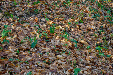 Textures, Soil in the field full of dry fallen leaves from the trees among which other green leaves of plants that are sprouting are emerging.