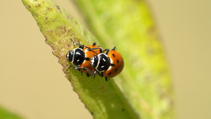 Ladybugs mating on a leaf in Cotacachi, Ecuador