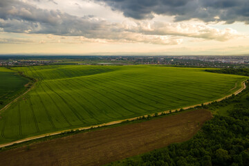 Fototapeta premium Aerial landscape view of green cultivated agricultural fields with growing crops on bright summer evening