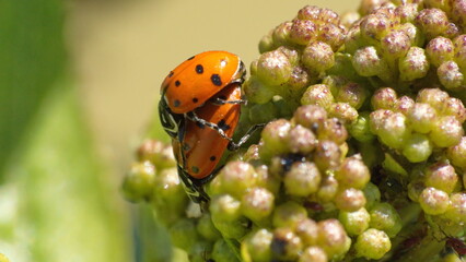 Ladybugs mating on a plant in Cotacachi, Ecuador