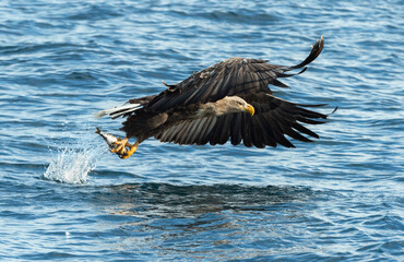 Adult White-tailed eagles fishing. Blue Ocean Background. Scientific name: Haliaeetus albicilla, also known as the ern, erne, gray eagle, Eurasian sea eagle and white-tailed sea-eagle. Natural habitat