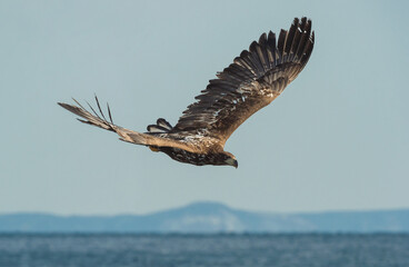 Juvenile White-tailed eagle fishing.   Scientific name: Haliaeetus albicilla, also known as the ern, erne, gray eagle, Eurasian sea eagle and white-tailed sea-eagle. Natural Habitat.