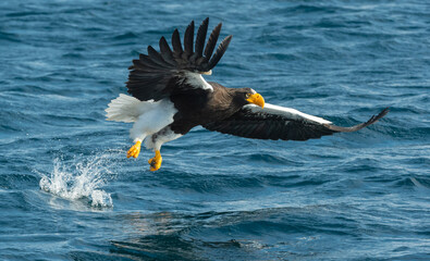 Adult Steller's sea eagle fishing. Scientific name: Haliaeetus pelagicus. Blue ocean background. Natural Habitat.