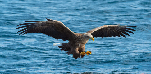 Adult White-tailed eagles fishing. Blue Ocean Background. Scientific name: Haliaeetus albicilla, also known as the ern, erne, gray eagle, Eurasian sea eagle and white-tailed sea-eagle. Natural habitat