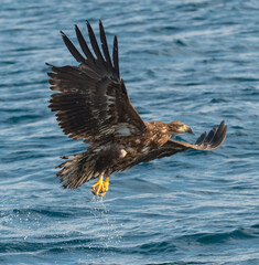 Juvenile White-tailed eagle fishing.  Ocean Background. Scientific name: Haliaeetus albicilla, also known as the ern, erne, gray eagle, Eurasian sea eagle and white-tailed sea-eagle. Natural Habitat.