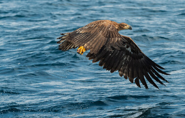 Juvenile White-tailed eagle fishing.  Ocean Background. Scientific name: Haliaeetus albicilla, also known as the ern, erne, gray eagle, Eurasian sea eagle and white-tailed sea-eagle. Natural Habitat.