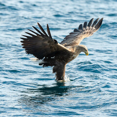 Adult White-tailed eagles fishing. Blue Ocean Background. Scientific name: Haliaeetus albicilla, also known as the ern, erne, gray eagle, Eurasian sea eagle and white-tailed sea-eagle. Natural habitat