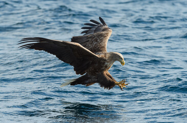 Adult White-tailed eagles fishing. Blue Ocean Background. Scientific name: Haliaeetus albicilla, also known as the ern, erne, gray eagle, Eurasian sea eagle and white-tailed sea-eagle. Natural habitat