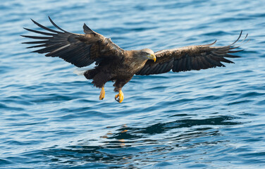 Adult White-tailed eagles fishing. Blue Ocean Background. Scientific name: Haliaeetus albicilla, also known as the ern, erne, gray eagle, Eurasian sea eagle and white-tailed sea-eagle. Natural habitat