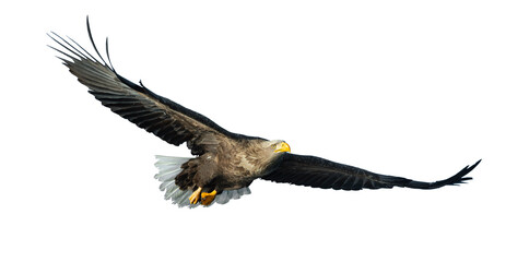 Adult White-tailed eagle in flight. Isolated on White background. Scientific name: Haliaeetus albicilla, also known as the ern, erne, gray eagle, Eurasian sea eagle and white-tailed sea-eagle.