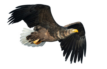 Adult White-tailed eagle in flight. Isolated on White background. Scientific name: Haliaeetus albicilla, also known as the ern, erne, gray eagle, Eurasian sea eagle and white-tailed sea-eagle.