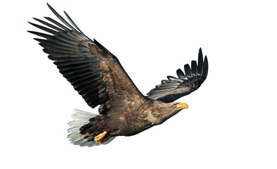 Adult White-tailed eagle in flight. Isolated on White background. Scientific name: Haliaeetus albicilla, also known as the ern, erne, gray eagle, Eurasian sea eagle and white-tailed sea-eagle. - 483406533