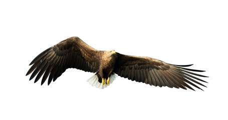 Adult White-tailed eagle in flight. Front view. Isolated on White background. Scientific name: Haliaeetus albicilla, also known as ern, erne, gray eagle, Eurasian sea eagle and white-tailed sea-eagle