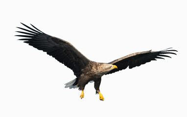Adult White-tailed eagle in flight. Isolated on White background. Scientific name: Haliaeetus albicilla, also known as the ern, erne, gray eagle, Eurasian sea eagle and white-tailed sea-eagle.