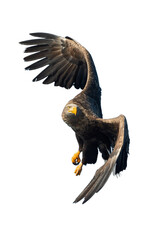 Adult White-tailed eagle in flight. Front view. Isolated on White background. Scientific name: Haliaeetus albicilla, also known as ern, erne, gray eagle, Eurasian sea eagle and white-tailed sea-eagle