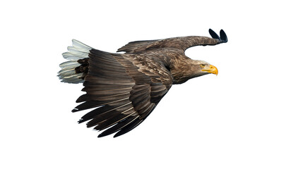 Adult White-tailed eagle in flight. Isolated on White background. Scientific name: Haliaeetus albicilla, also known as the ern, erne, gray eagle, Eurasian sea eagle and white-tailed sea-eagle.