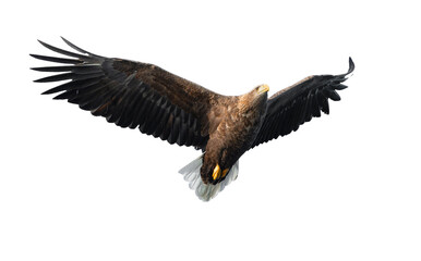 Adult White-tailed eagle in flight. Front view. Isolated on White background. Scientific name: Haliaeetus albicilla, also known as ern, erne, gray eagle, Eurasian sea eagle and white-tailed sea-eagle