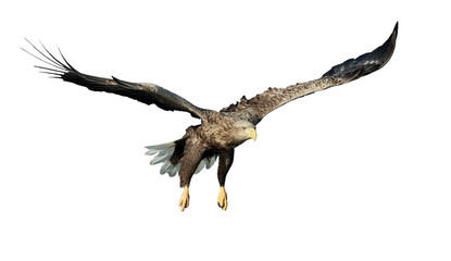 Adult White-tailed eagle in flight. Front view. Isolated on White background. Scientific name: Haliaeetus albicilla, also known as ern, erne, gray eagle, Eurasian sea eagle and white-tailed sea-eagle
