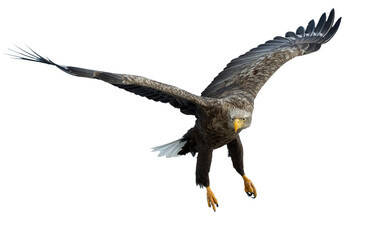 Adult White-tailed eagle in flight. Front view. Isolated on White background. Scientific name: Haliaeetus albicilla, also known as ern, erne, gray eagle, Eurasian sea eagle and white-tailed sea-eagle