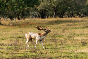 Obraz na płótnie Canvas A bellowing male fallow deer during the rutting season looking for females for his pack in the Amsterdamse Waterleidingduinen park