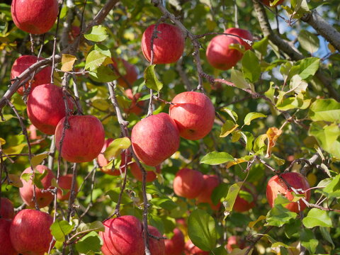 Apple tree with lots of red juicy apples
