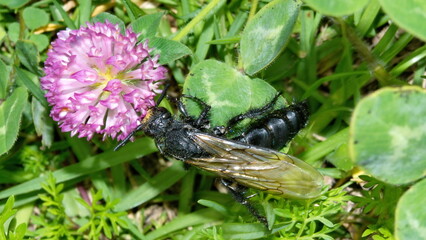 Tarantula hawk wasp on a purple clover flower in Cotacachi, Ecuador