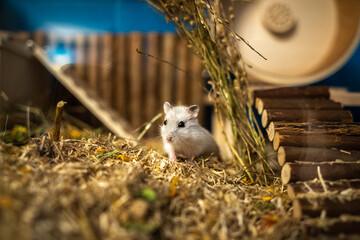 LittleFoot (baby dsungarian hamster) our new friend