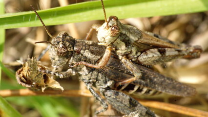 Brown grasshoppers mating in the grass in Cotacachi, Ecuador