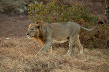 The Majestic Asiatic  Lion at the Gir Forest India