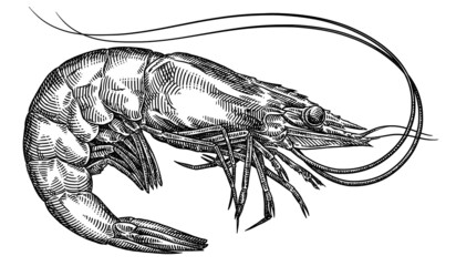 black and white engrave isolated shrimp illustration - 483409515