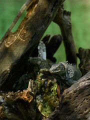 Green iguana on tree trunk. Reptilian in park terrarium