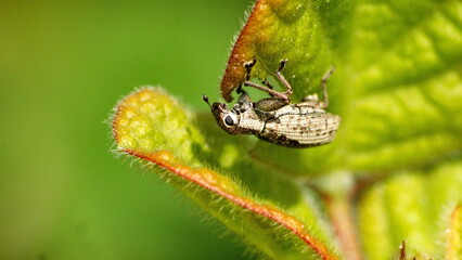 Weevil o a leaf in Cotacachi, Ecuador