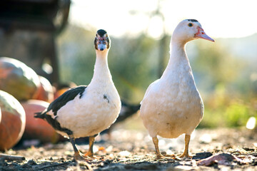 Ducks feed on traditional rural barnyard. Detail of a duck head. Close up of waterbird standing on barn yard. Free range poultry farming concept.