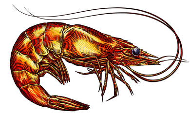 black and white engrave isolated shrimp illustration