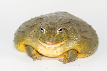 African bullfrog on white background. High quality photo