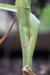 Leek plant damaged by caterpillars  of leek moth or onion leaf miner Acrolepia, Acrolepiopsis ...