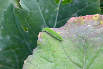 Caterpillar of Pieris rapae called cabbage white, cabbage butterfly or small white cabbage leaf.