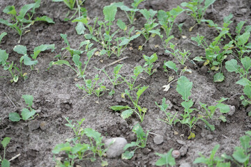 Rapeseed plants damaged by wildlife - deer and roe deer in the fall.