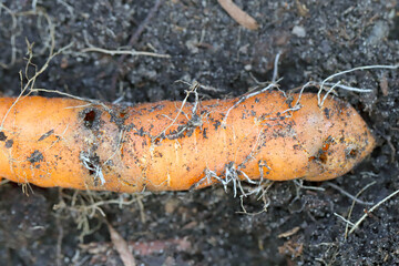 Carrot root destroyed by larvae of Elateridae - Click beetles family called wireworms.