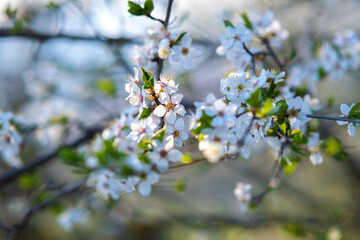 Fruit tree twigs with blooming white and pink petal flowers in spring garden.