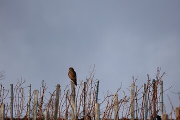 bird on a branch
