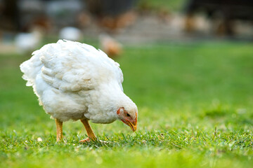 Hen feed on traditional rural barnyard. Close up of chicken standing on barn yard with green grass. Free range poultry farming concept.