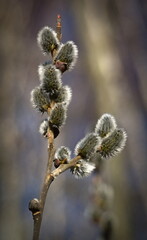 Hazel blooming in early spring. © Adam