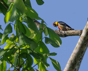 A small colorful woodpecker perched on a tree branch