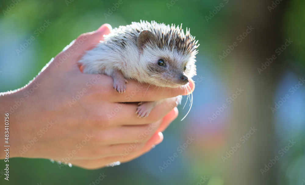 Wall mural Human hands holding little african hedgehog pet outdoors on summer day. Keeping domestic animals and caring for pets concept