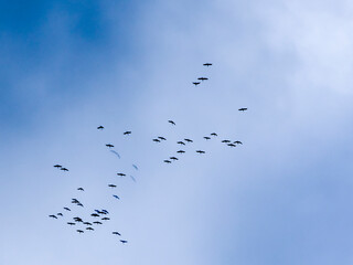 A crane key flying high in the spring sky.